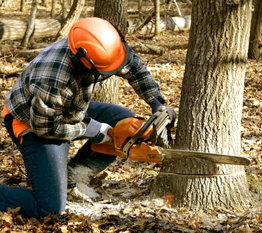 Tree Removal in Max, MN